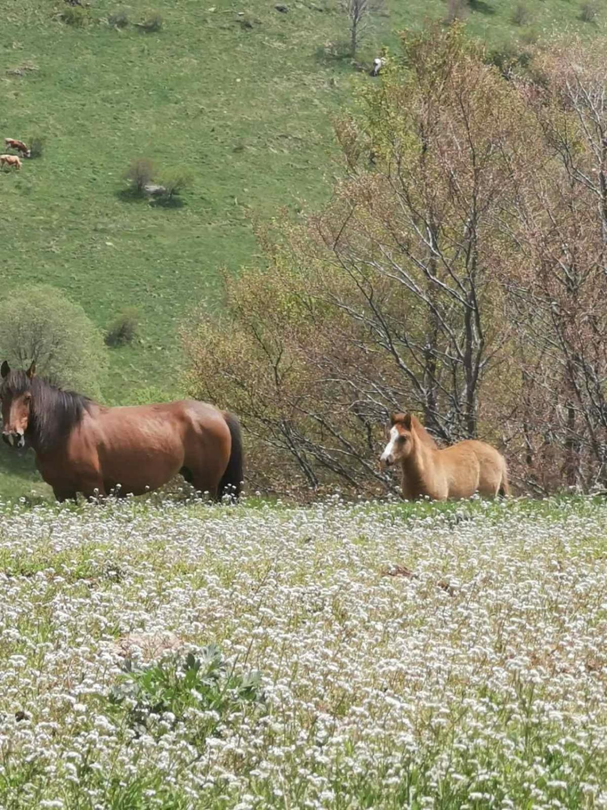 مبيت وإفطار Crni Vrh Std Cvetkovic المظهر الخارجي الصورة